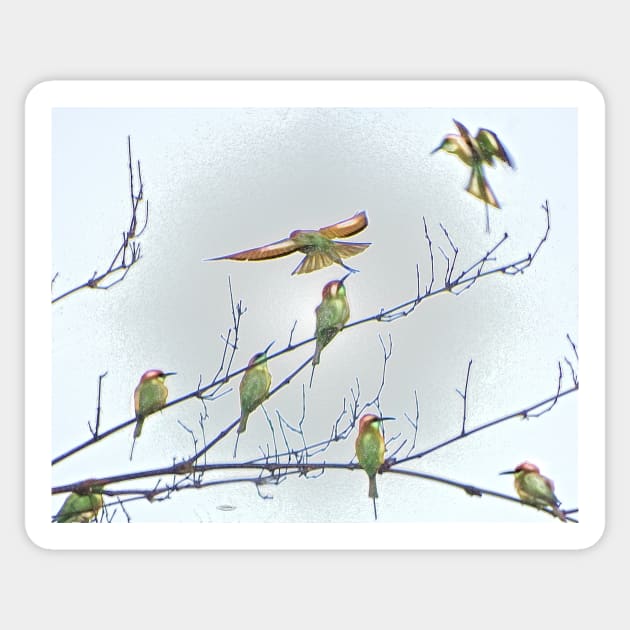 ORIENTAL BEE EATER ART Sticker by dumbodancer